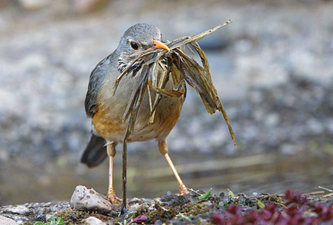 Kurrichane Thrush